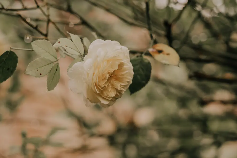 life-fotografie-odenwald-hochzeit-AS087