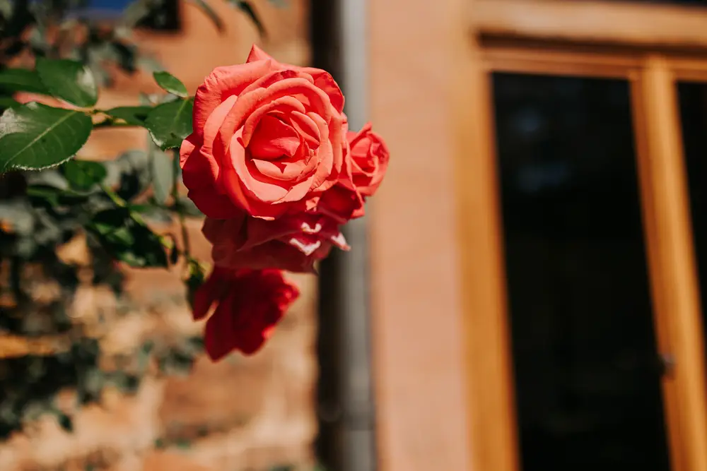life-fotografie-odenwald-hochzeit-rm021