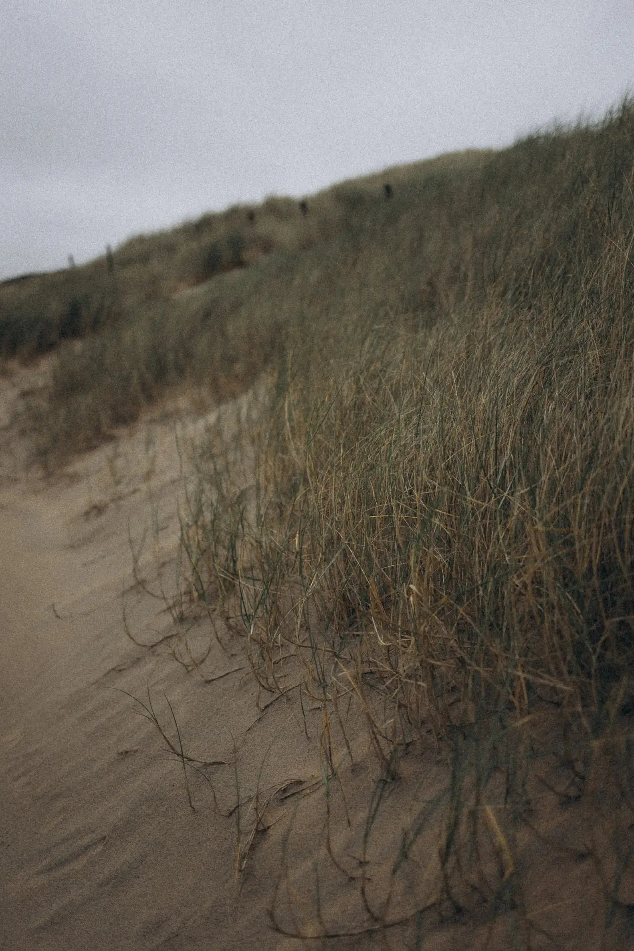 lifefotografie-couple-odenwald-29