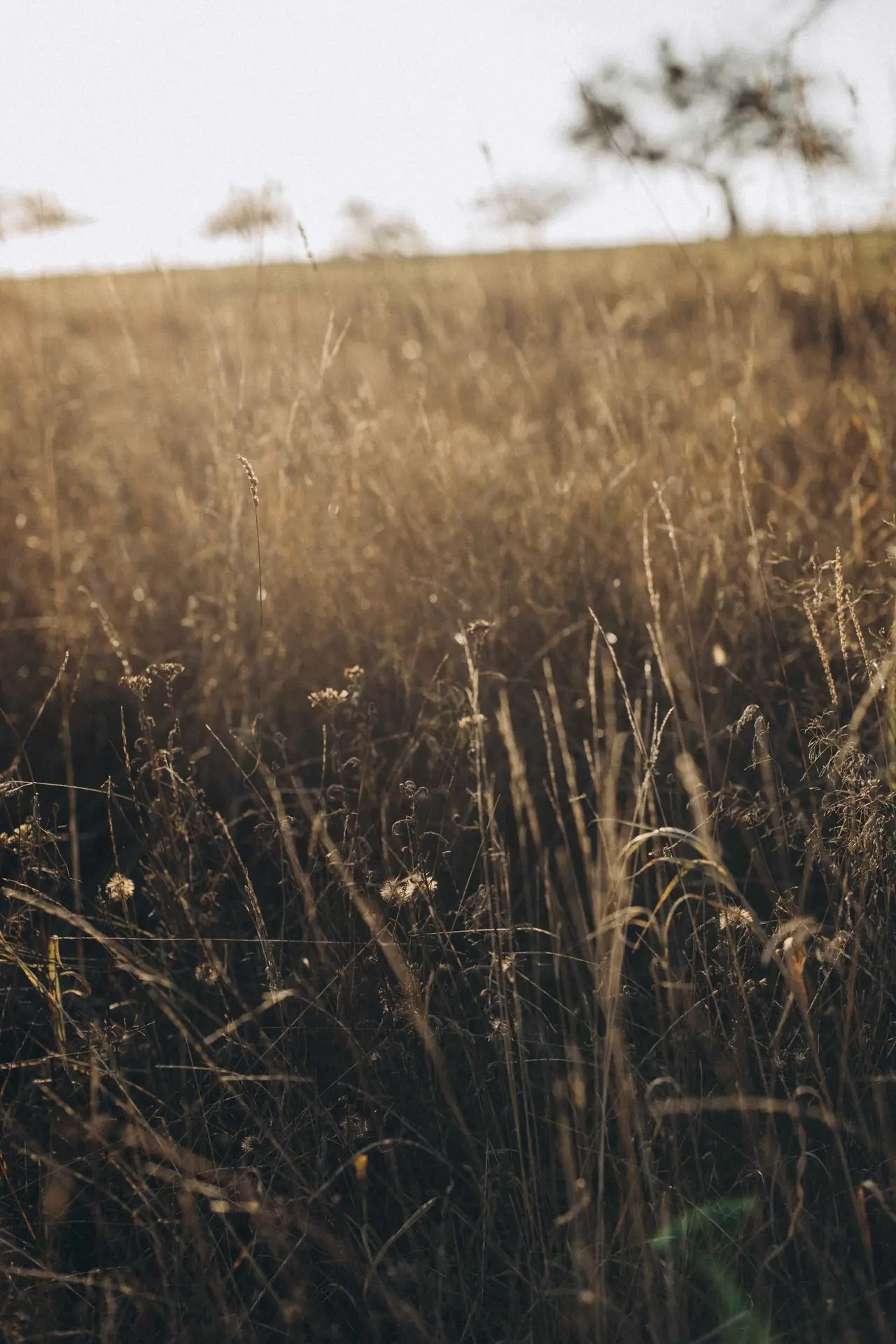 lifefotografie-familie-odenwald-75